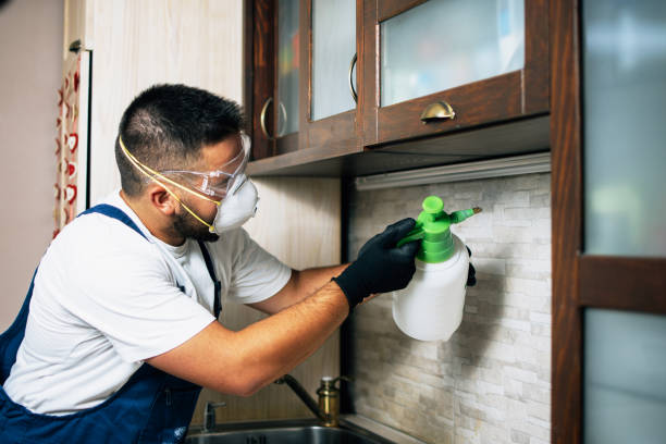 Best Affordable Pest Control Services  in Baileys Crossroads, VA