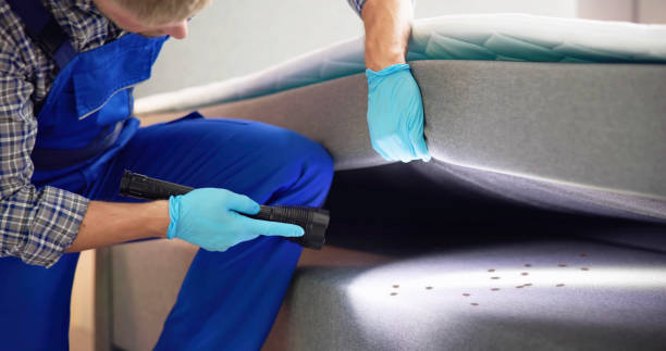Best Pest Prevention Services  in Baileys Crossroads, VA