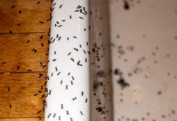 Best Rat Extermination Near Me  in Baileys Crossroads, VA